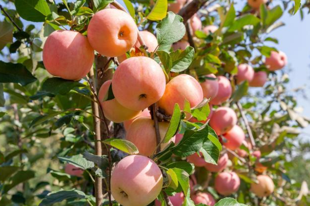 磷酸二氢钾叶面肥，你不了解的在这里！